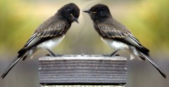 Black Phoebe Composition Manipulation Composite_bird