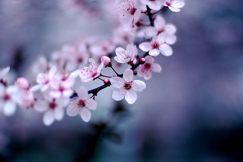 Cherry Blossoms