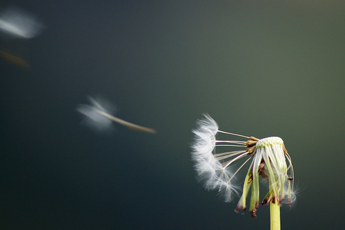 Diente de Leon, Dandelion