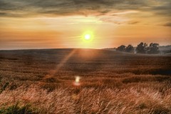 Fields Of Gold
