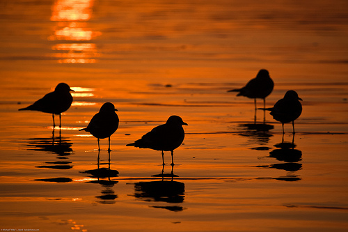 Flock Of Five Gulls At Sunset, Shown In Silhouette On The Golden