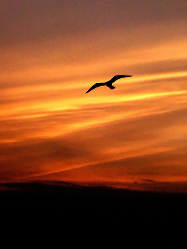 Sunset Flight