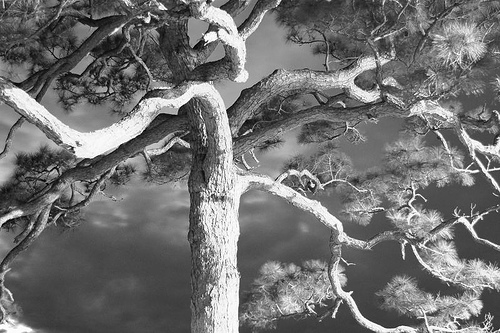 B&W Branches
