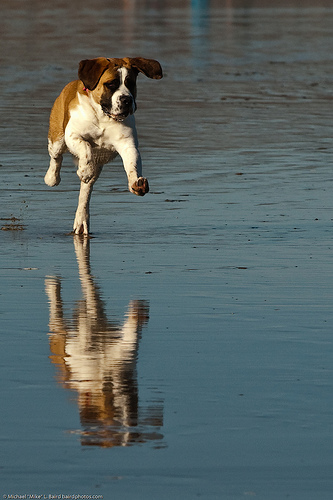 Dog Running On The Wet Sand