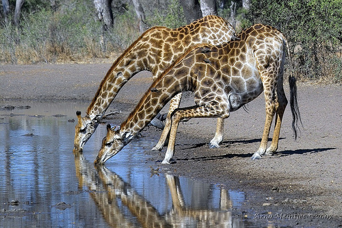 Giraffe Reflections