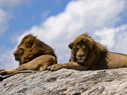 Male Lions On The Rock