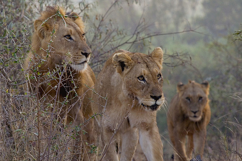 Lions - Panthera Leo