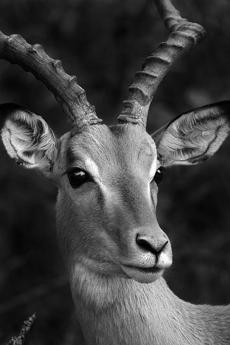 Portrait Of Impala