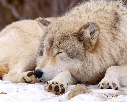 Sleepy Wolf