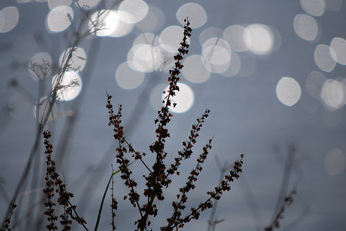 Bokeh By The Lake