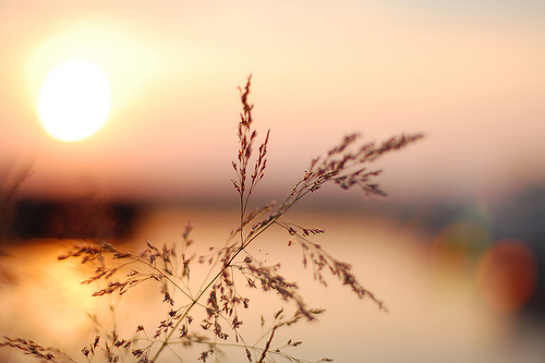 Sunset Bokeh