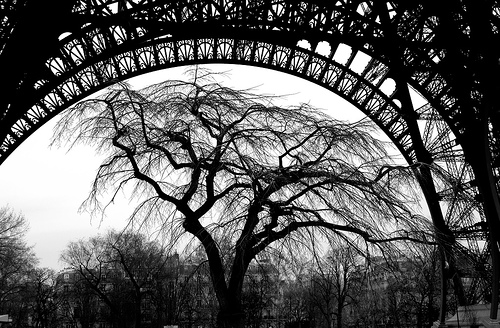 Tree Under The Arch Of Eiffel Tower