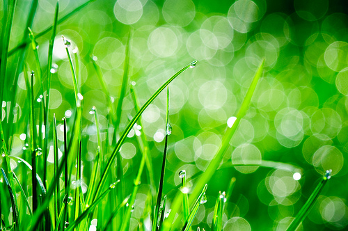 Water Drops On Grass