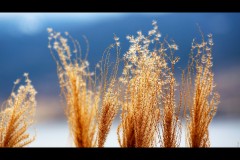 Copyright Darren Kirby