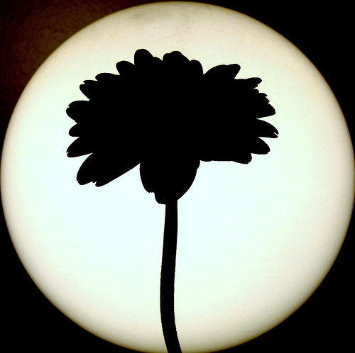 Silhouette (flower)