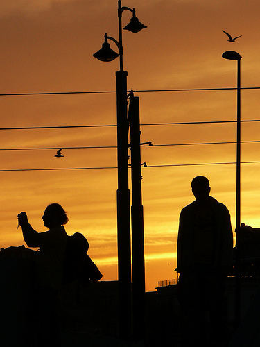 Silhouettes And Bird