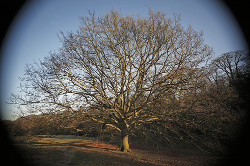 Vignette Effect On Trees On Hampstead Healthq