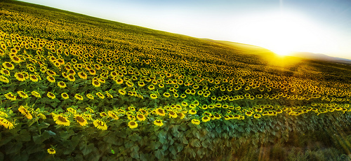 A Sea Of Sunflowers