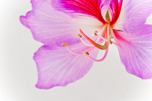 Bauhinia Flower