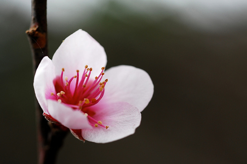 Early Peach Flower