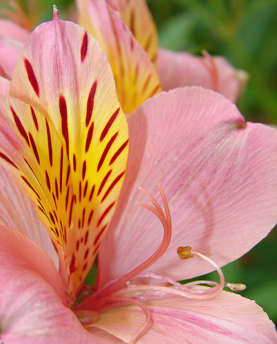 Flower Close Up