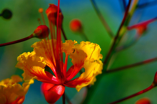 Flower In Front Yard