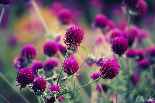 Flower Purple Macro