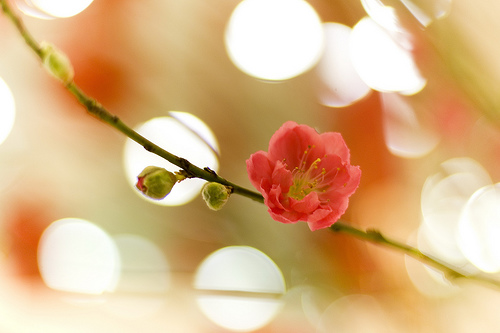 Peach Flower