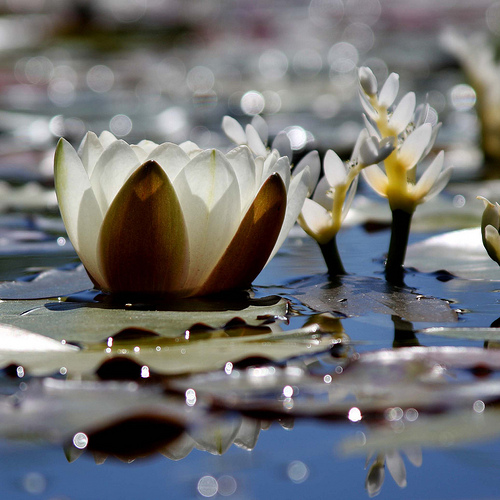 Water Lilies And Light