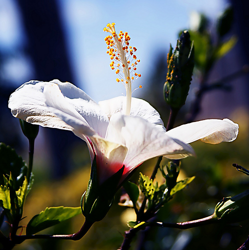 White Flower