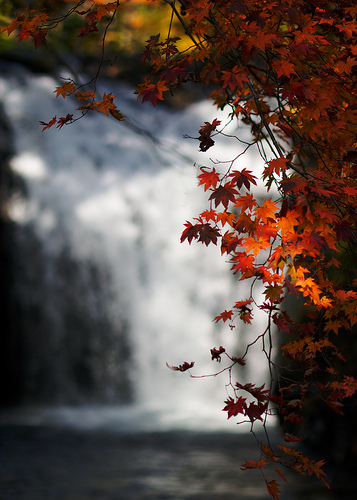 Fall Leaves Fall Waterfall
