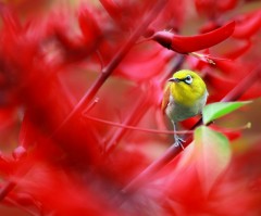In The Red Sunflower