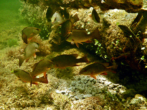 John Pennekamp Coral Reef