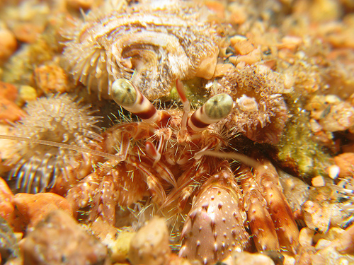 Anemone Carrier Crab