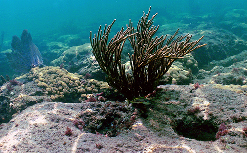 Gorgonian: Atlantic Ocean Florida