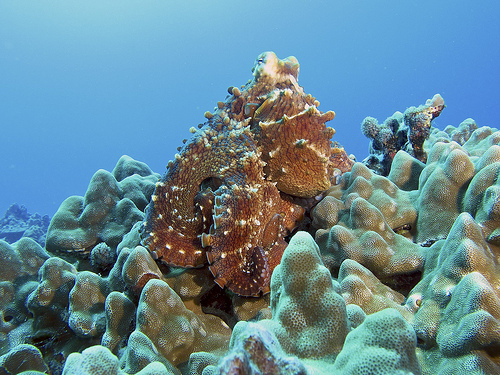 Hawaiian Day Octopus