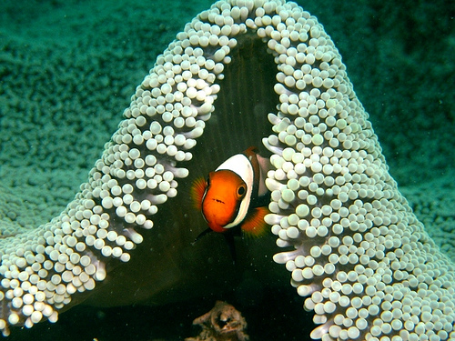 Underwater Natural Frame