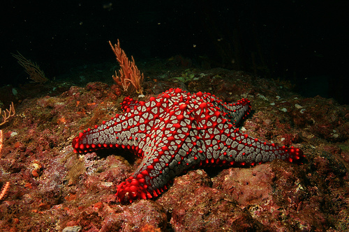 Underwater Photography