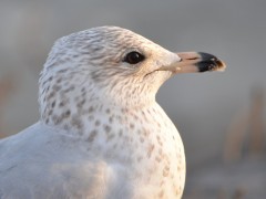 35 Beautiful Bird Photographs Image