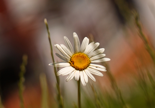 Flower Dof