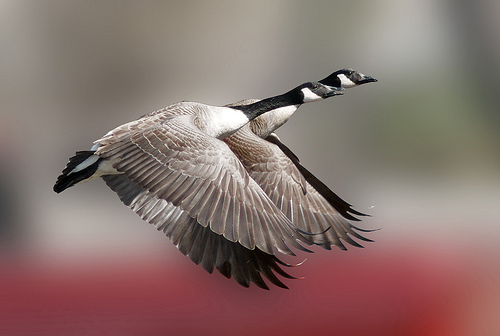 wildlife photography