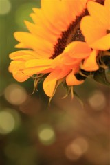 End Of Summer 'bokeh'
