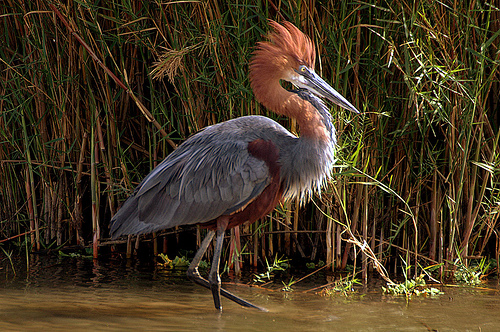 Goliath Heron