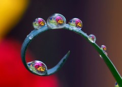 Drops Of Spring