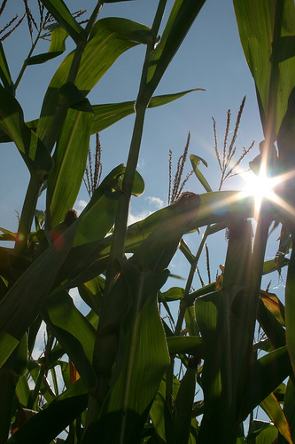 Maize: Summer Time