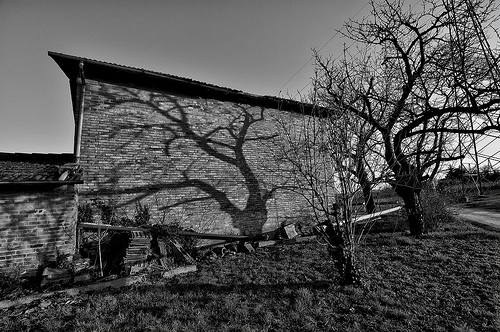 Shadow