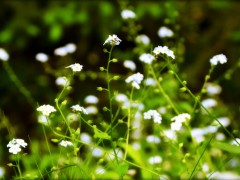bokeh flowers