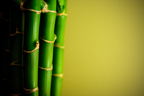 Bamboo