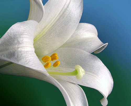 Easter Lily