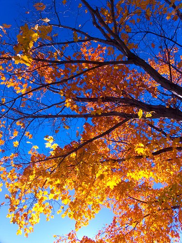 Yellow Leaves
